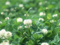 ���j�C���[�W